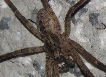 Zoropsidae:  Zoropsis cfr.spinimana - Sostegno (BI)